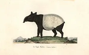 Complements: Malayan tapir, Tapirus indicus. Endangered