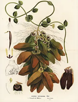 Malacca: Malayan urn vine, Dischidia major