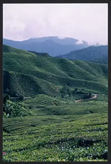Nicola Swann: MALAYSIA/CAMERON 1999