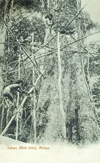 Felling: Malaysia - Men of the Sakai tribe