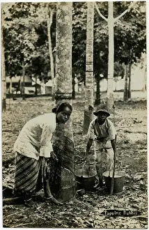 Taps: Malaysia - tapping rubber trees