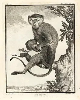 Lempereur: Malbrouck, Chlorocebus cynosuros