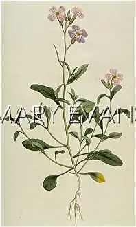 Maritima: MALCOLMIA MARITIMA