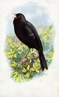 Merula: Male Blackbird Singing