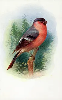 The J Salmon Image Archive (grenville): Male Bullfinch
