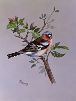 Malcolm Greensmith Collection: A male Chaffinch