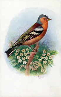 The J Salmon Image Archive (grenville): Male Chaffinch