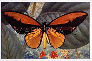 Croesus: Male Croesus Butterfly