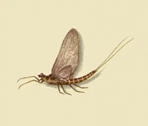 Anthropods: Male Dun Mayfly