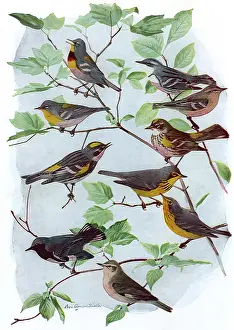 Myrtle: Male, Female Warblers