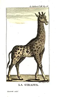 Vaillant: Male giraffe, Giraffa camelopardalis