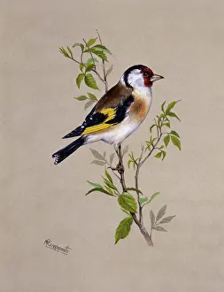 Carduelis: A male Goldfinch