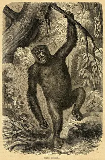 Whooping: MALE GORILLA