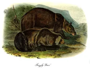 Ursa: Male Grizzly Bears