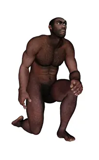 Ancestor: Male homo erectus kneeling