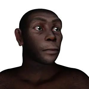 Ancestor: Male homo erectus portrait