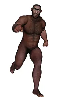 Ancestor: Male homo erectus running