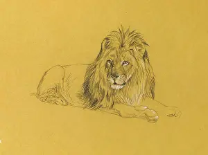 Mane: Male lion