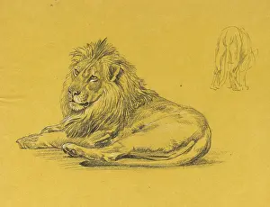 The Raymond Sheppard Collection: A male lion