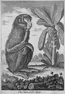 Mandrill: Male mandrill