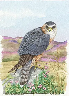 Smallest: Male Merlin in Moorland Setting