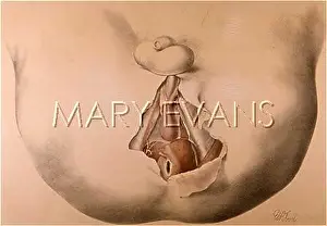 Anterior: MALE PERINAEUM/1867
