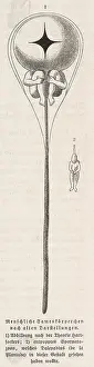 Spermatozoa: Male Sperm