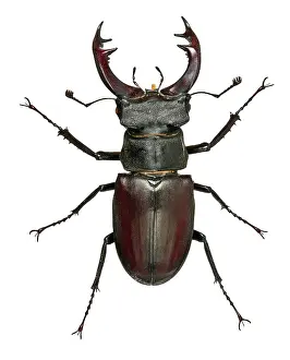 Lucanus: Male stag Beetle (Lucanus cervus)
