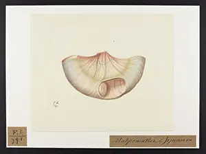 Unsigned: Malformation of Jejunum