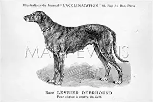 Deerhound: MALHER/DEERHOUND