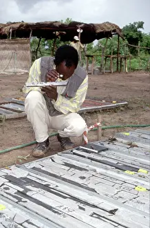 Malian: A Malian geologist examines rock samples