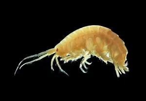 Insignis: Mallacoota insignis