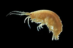 Insignis: Mallacoota insignis