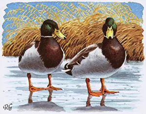 Mallards: Mallard