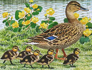 Duckling: Mallard
