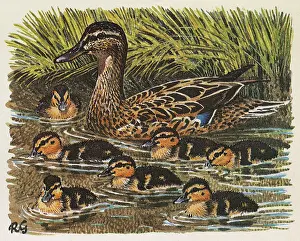 Swims: Mallard