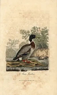 Colorist: Mallard, Anas boschas, wild duck, Anas platyrhynchos