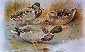 Millais: Mallard, Anas platyrhynchos