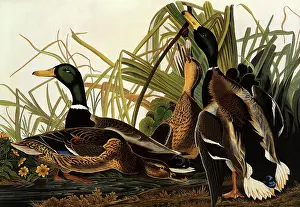 Assortment: Mallard, Anas platyrhynchus
