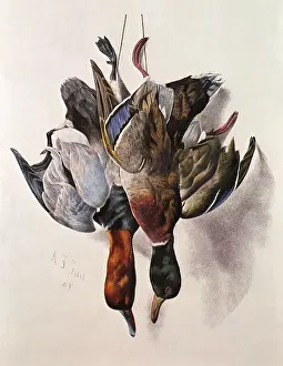 Mallard: Mallard and Canvas Back Ducks