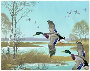 Mallards: Mallard Drakes over Marsh