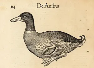 Wechel: Mallard duck, Anas platyrhynchos