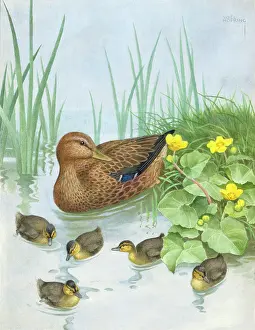 Mallard: Mallard duck and ducklings, with kingcups