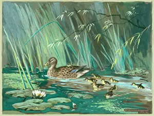 Mallard: Mallard duck and family