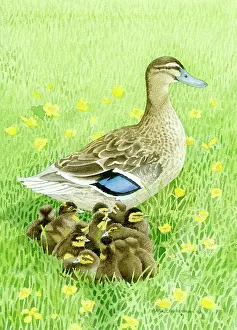 Mallard: Mallard and Ducklings - in grass with buttercups