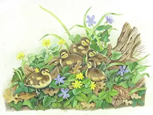 Rogerson: Mallard Ducklings among leaves and flowers