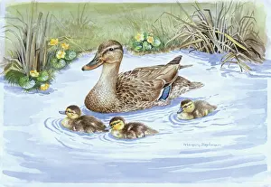 Mallards: Mallard and Ducklings Swimming