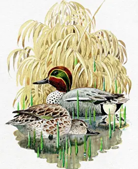 Tunnicliffe: Mallard Ducks