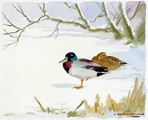 Pitchford: Mallard Ducks