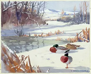 Mallard: Three mallard ducks